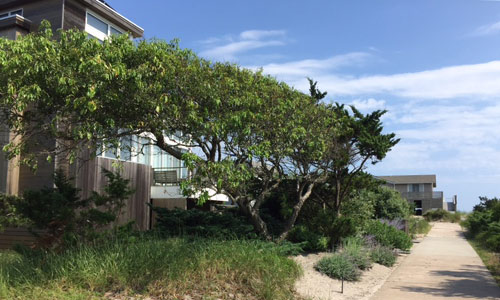 Beach-Homes-Dunewood-Fire-Island