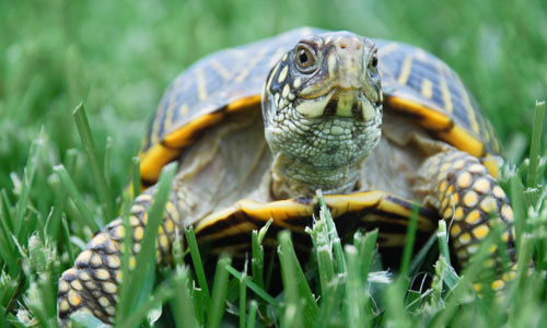 Box-Turtle-Fire-Island