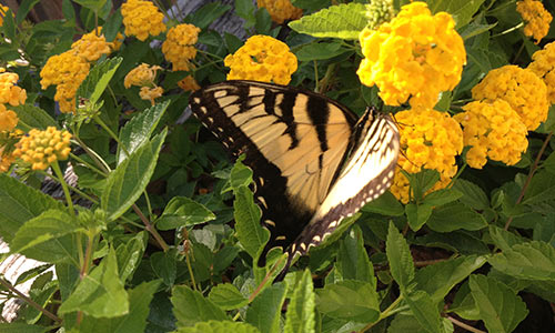 Butterfly-Fire-Island