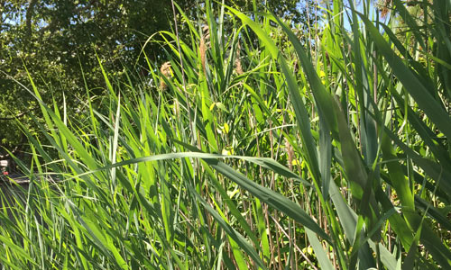 Cat-Tails-fire-island