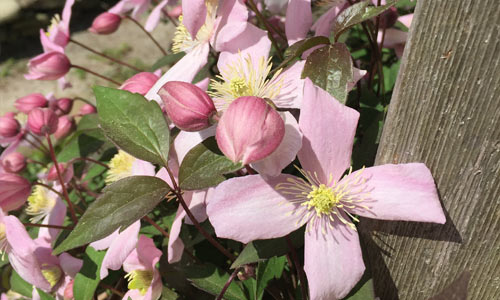 Climbing-Clematis-Fire-Island