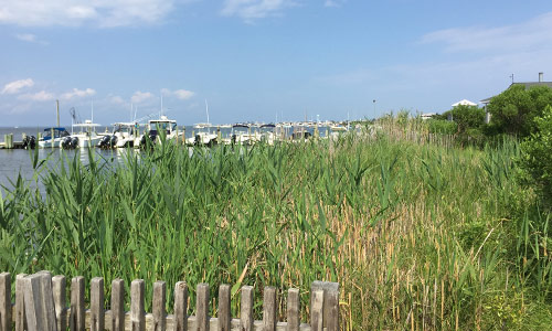 unewood-Fire-Island-Bay-View-Boats