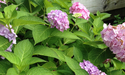 Hydrangea-Fire-Island-Garden