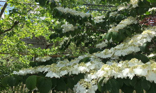 Hydrangea-Fire-Island