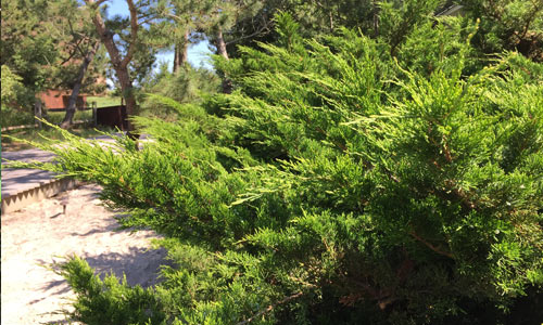 Juniper-Bush-Fire-Island