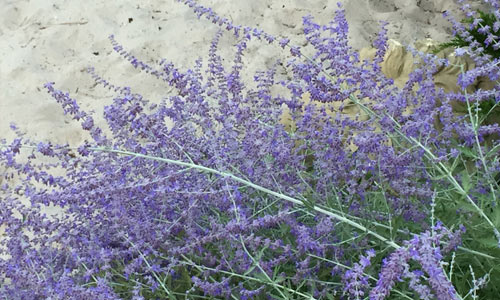 Lavender-Fire-Island