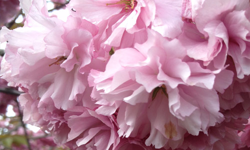 Plum-Tree-Blossoms-Fire-Island