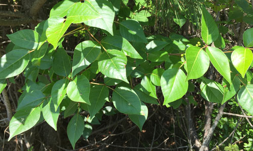 Poison-Ivy-Fire-Island