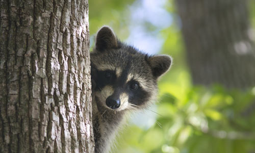 Racoon-Fire-Island