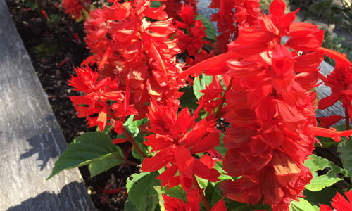 Red-Salvia-Fire-Island