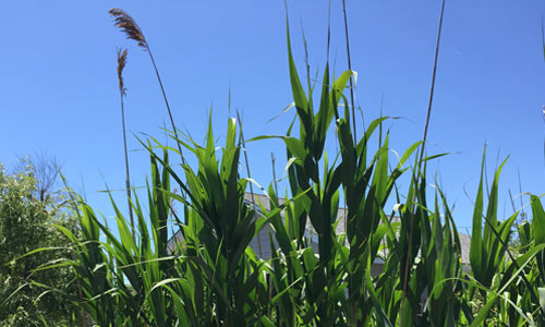 Tall-Cat-Tails-Fire-Island