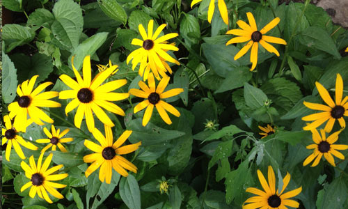 Black-Eyed Susan-Fire-Island