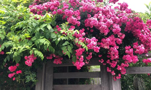 Climbing-Roses