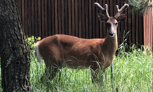 Deer-in-Grass-Fire-Island