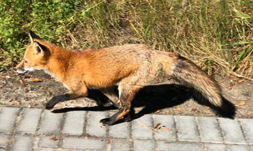 Fox-In-Ocean-Bay-Park-Fire-Island