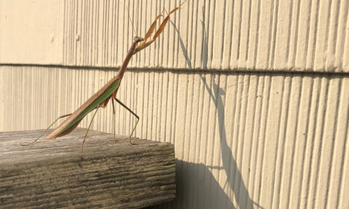 Praying-Mantis