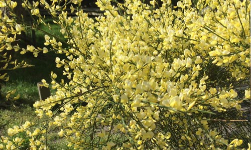 Scotch-Broom